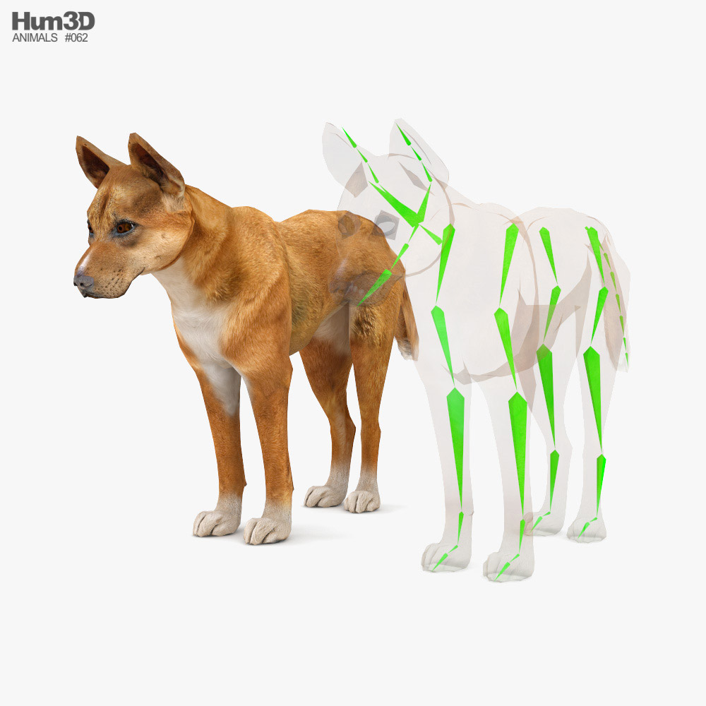 Dingo Low Poly Rigged Modèle 3D