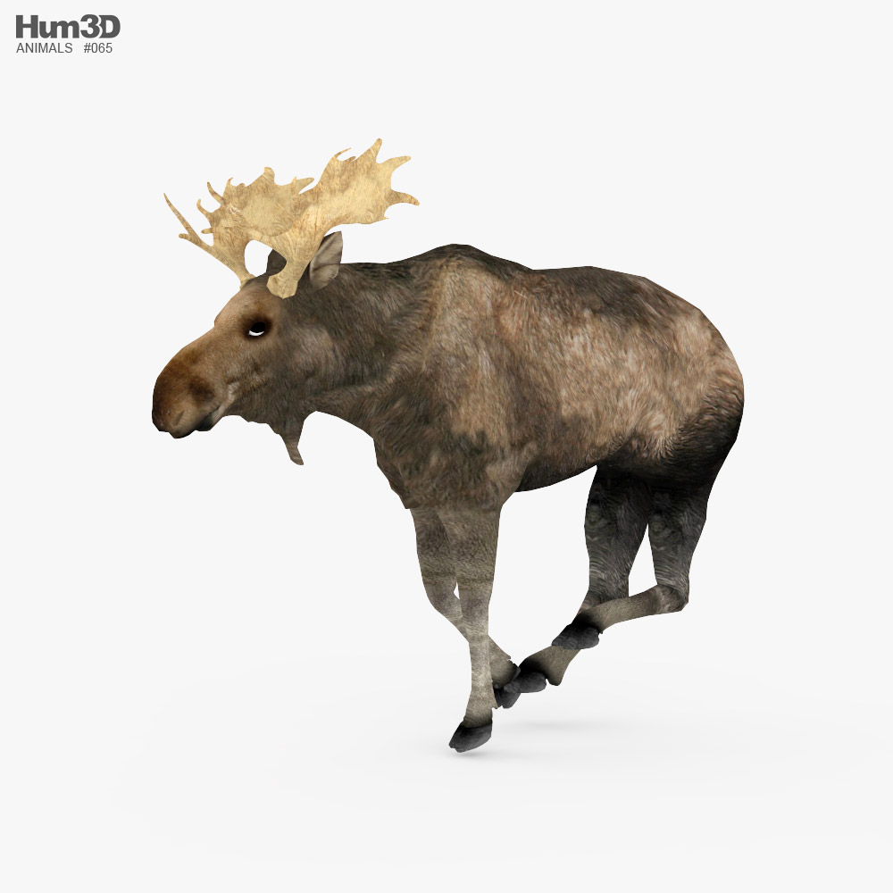 Moose Low Poly Rigged Animated Modelo 3d