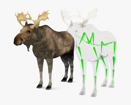 Moose Low Poly Rigged 3D model