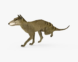 Thylacine Low Poly Rigged Animated 3D model