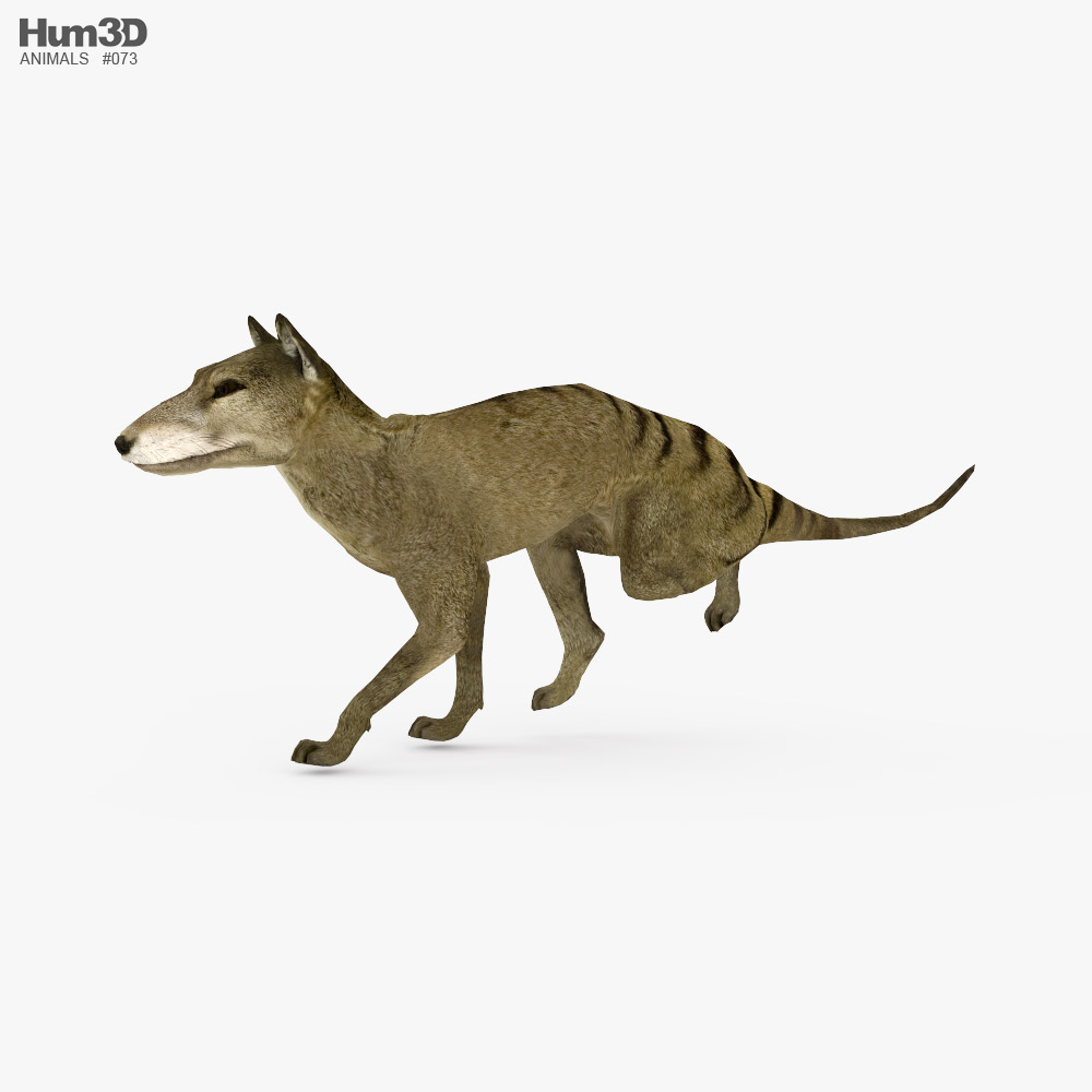 Thylacine Low Poly Rigged Animated 3D-Modell