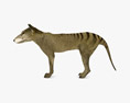 Thylacine Low Poly Rigged Animated Modèle 3d