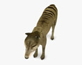 Thylacine Low Poly Rigged Animated Modello 3D