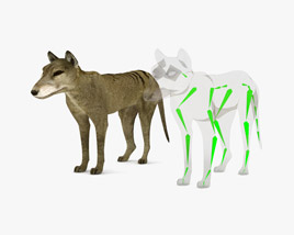 Thylacine Low Poly Rigged 3D model