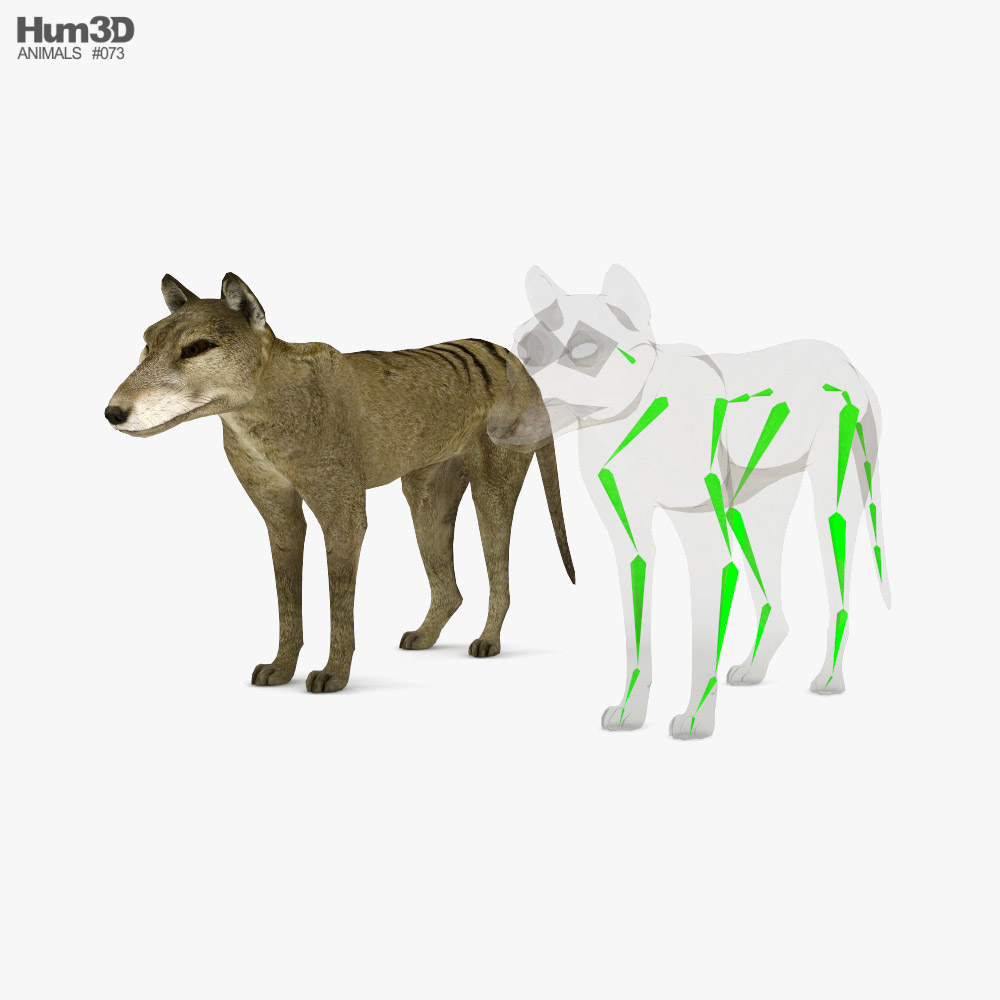 Thylacine Low Poly Rigged 3D модель