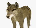 Thylacine Low Poly Rigged Modèle 3d