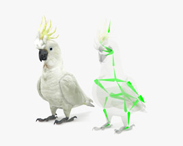 Cockatoo Low Poly Rigged 3D модель