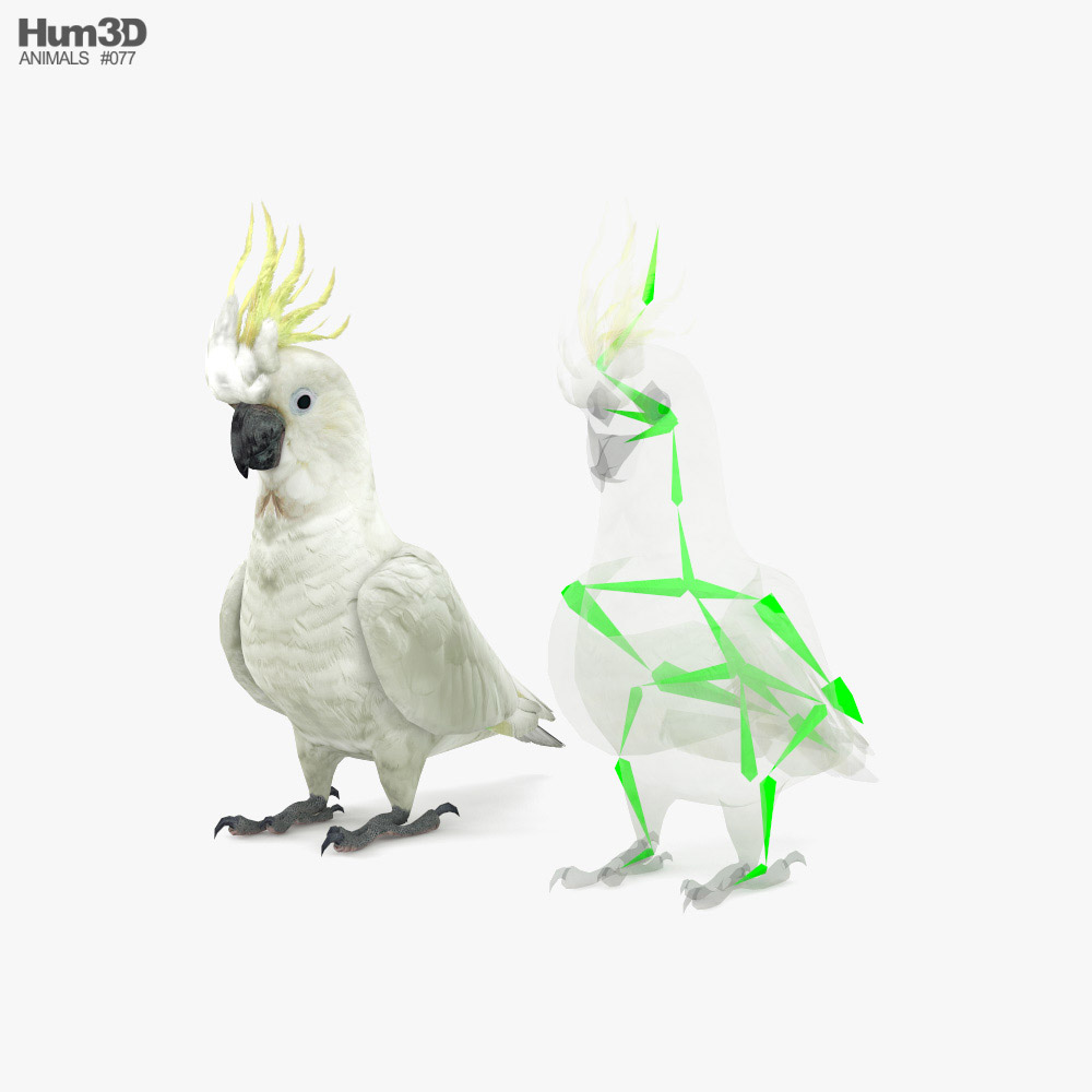 Cockatoo Low Poly Rigged 3D model
