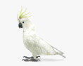 Cockatoo Low Poly Rigged Modèle 3d