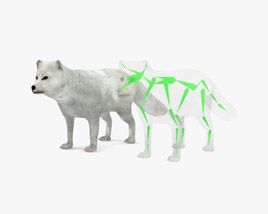 Arctic fox Low Poly Rigged 3D model