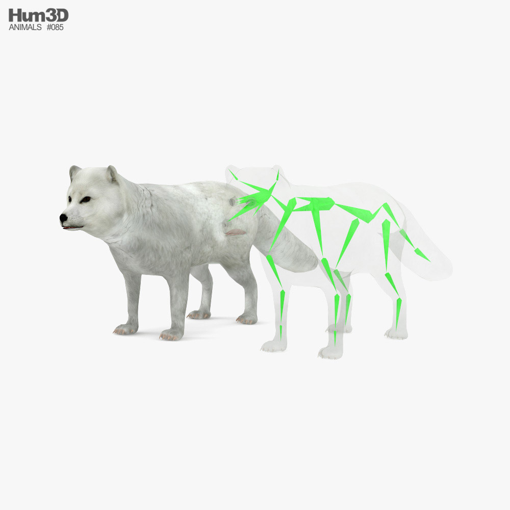 Arctic fox Low Poly Rigged 3D model