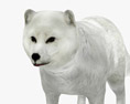 Arctic fox Low Poly Rigged 3D 모델 