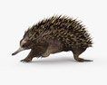 Echidna Low Poly Rigged Animated Modello 3D