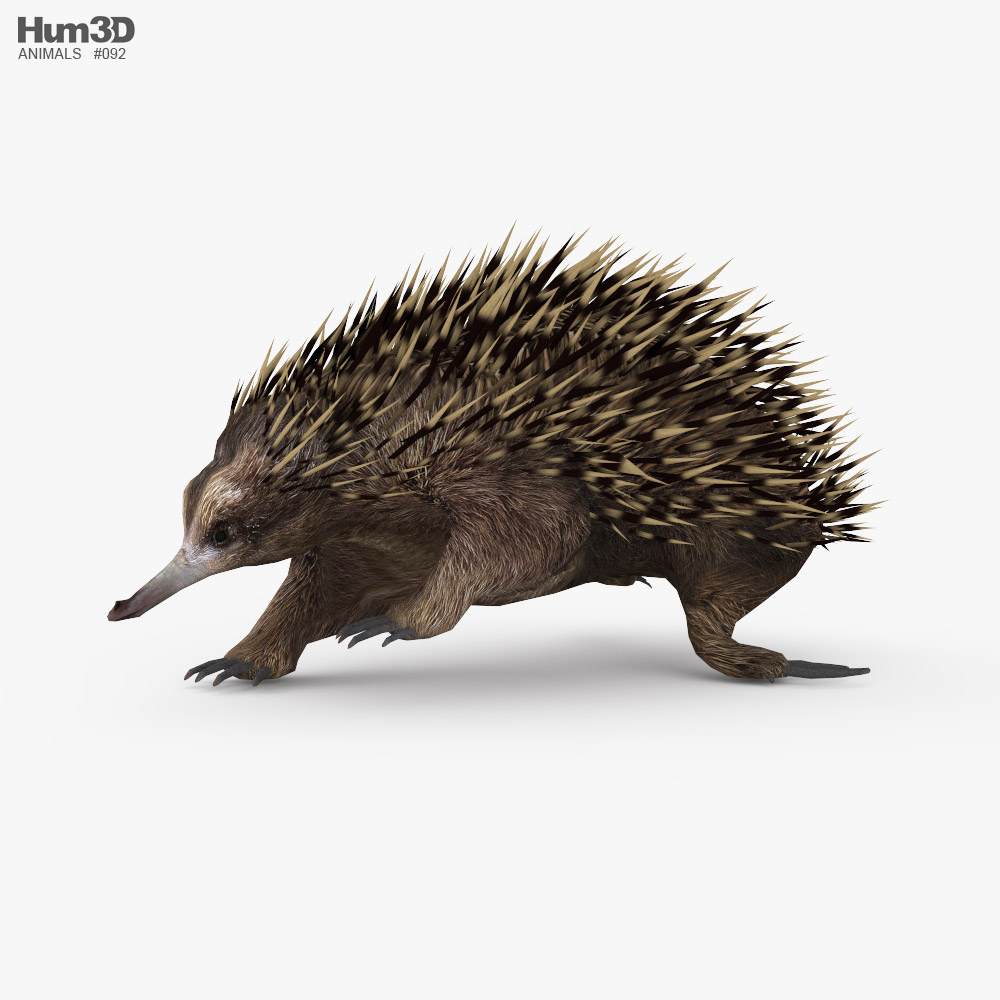 Echidna Low Poly Rigged Animated 3D model