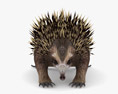 Echidna Low Poly Rigged Animated 3D 모델 