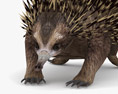 Echidna Low Poly Rigged Animated 3D модель