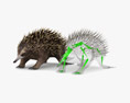 Echidna Low Poly Rigged 3D 모델 