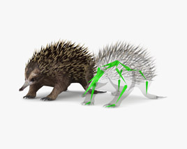 Echidna Low Poly Rigged 3D模型
