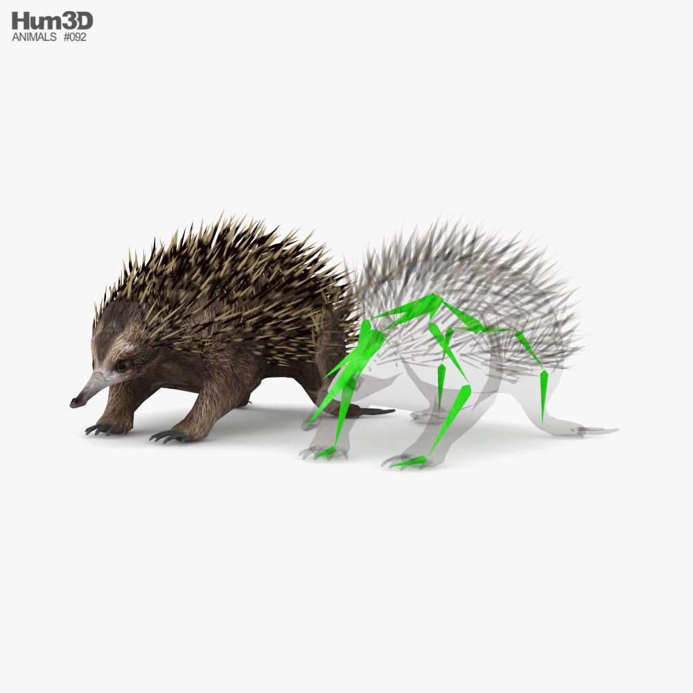 Echidna Low Poly Rigged 3Dモデル