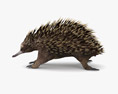 Echidna Low Poly Rigged 3d model