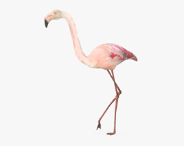 Flamingo Low Poly Rigged Animated Modèle 3D