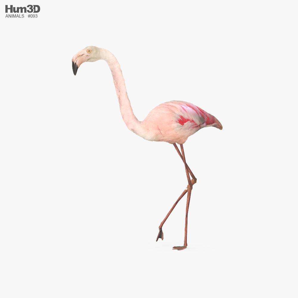 Flamingo Low Poly Rigged Animated 3D model