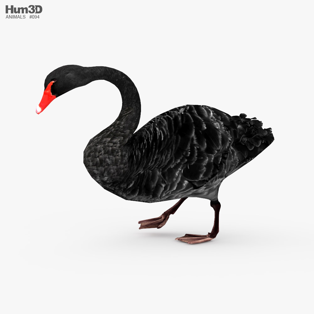 Black Swan Low Poly Rigged Animated 3D model