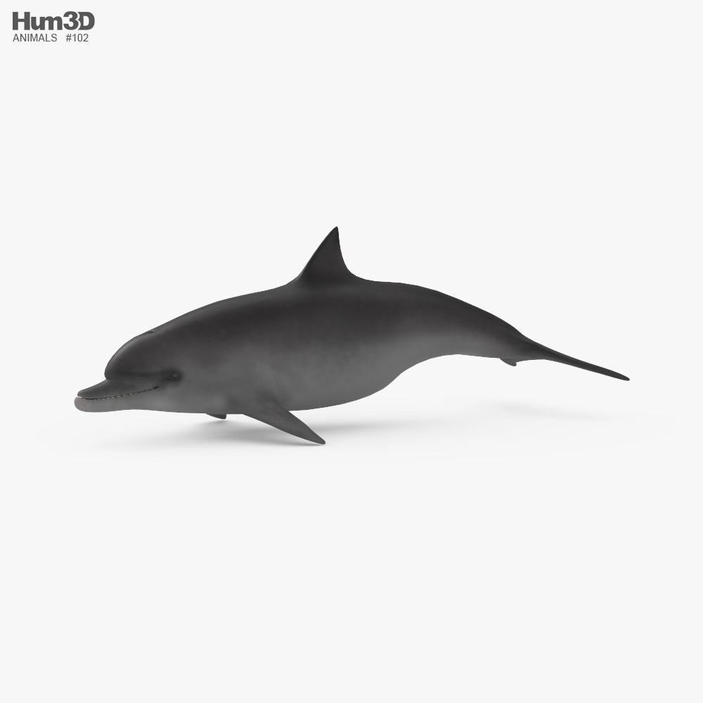 Common Bottlenose Dolphin Low Poly Rigged Animated 3D model