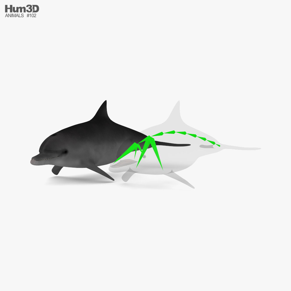 Common Bottlenose Dolphin Low Poly Rigged 3D model