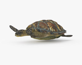 Hawksbill sea turtle Low Poly Rigged Animated 3D model
