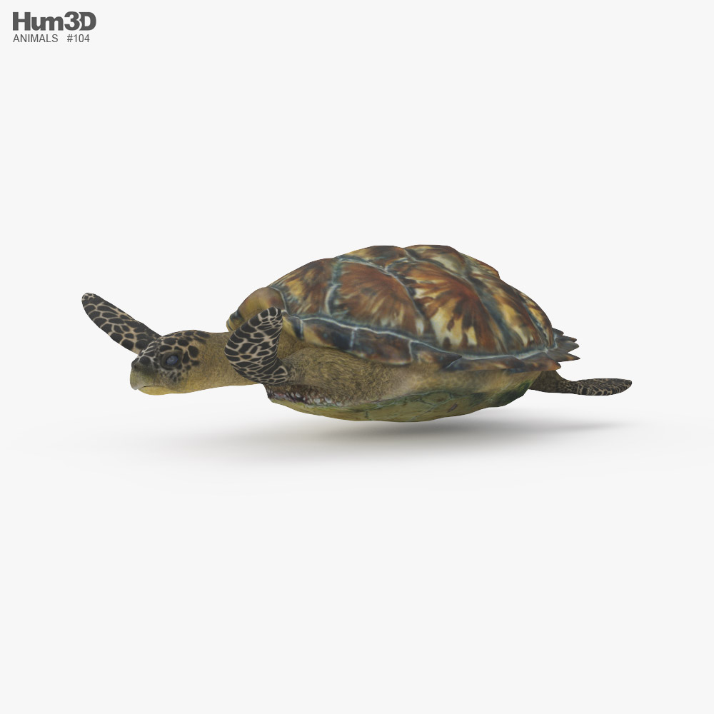 Hawksbill sea turtle Low Poly Rigged Animated Modello 3D