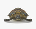 Hawksbill sea turtle Low Poly Rigged 3d model