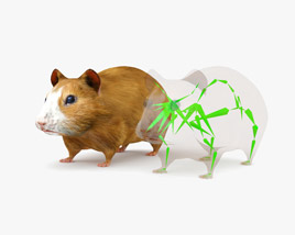 Hamster Low Poly Rigged 3D model