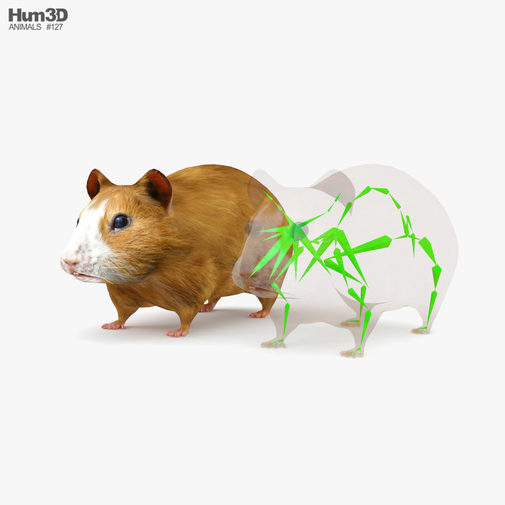 Hamster Low Poly Rigged 3D model