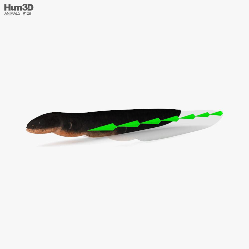 Electric Eel Low Poly Rigged 3D model