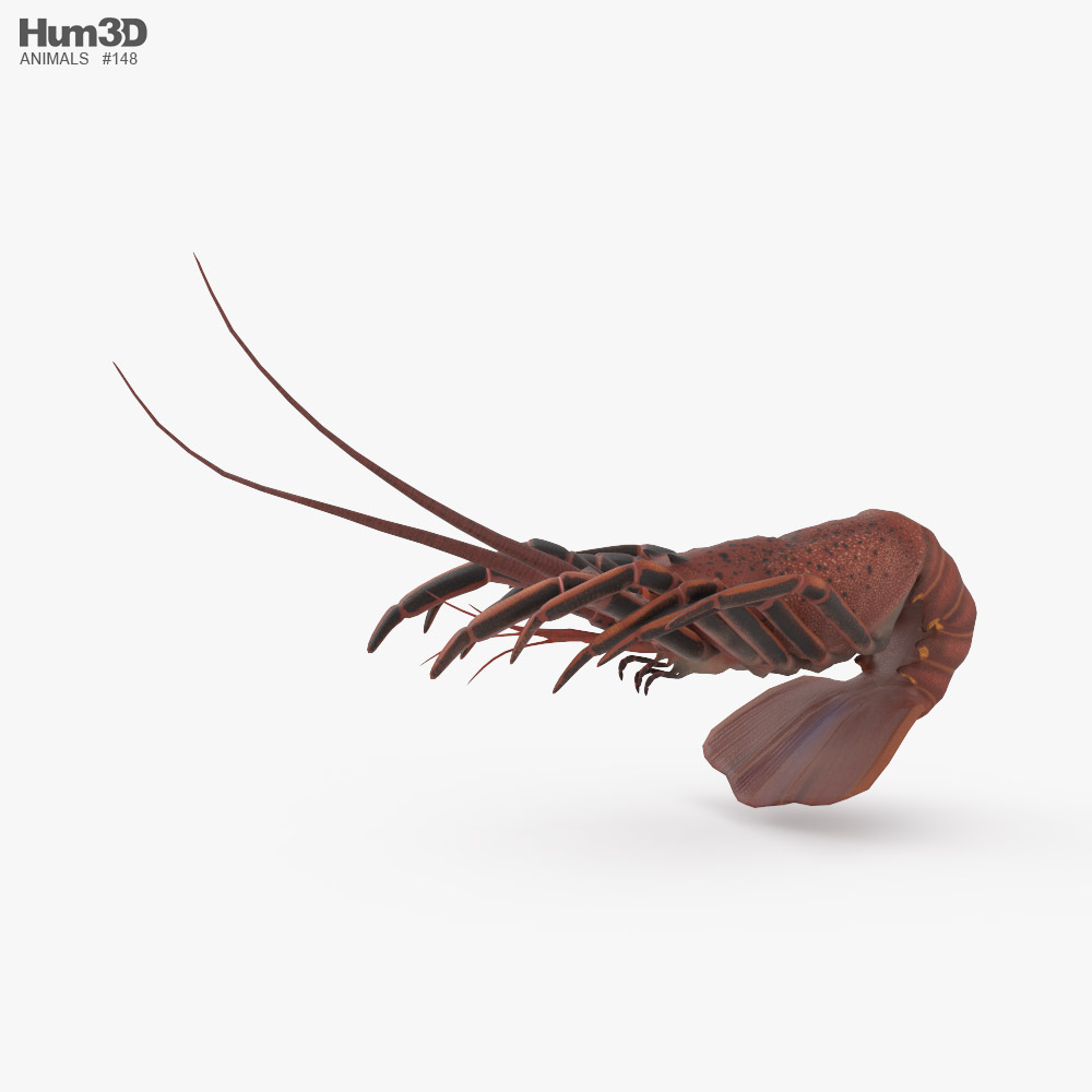 Achelata Low Poly Rigged Animated 3Dモデル