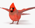 Cardinal Low Poly Rigged 3D模型