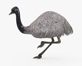 Emu Low Poly Rigged Animated 3D model