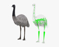 Emu Low Poly Rigged 3D 모델 