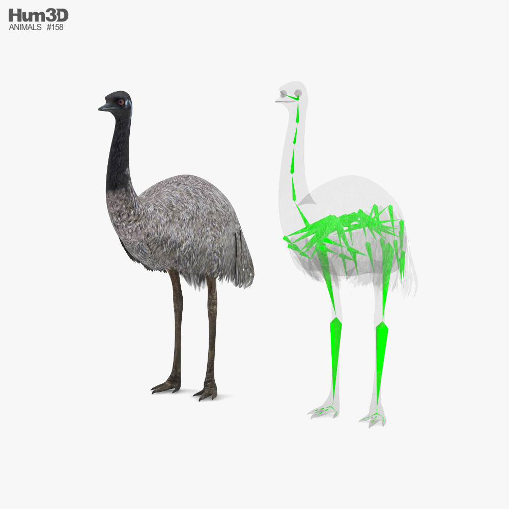 Emu Low Poly Rigged Modello 3D