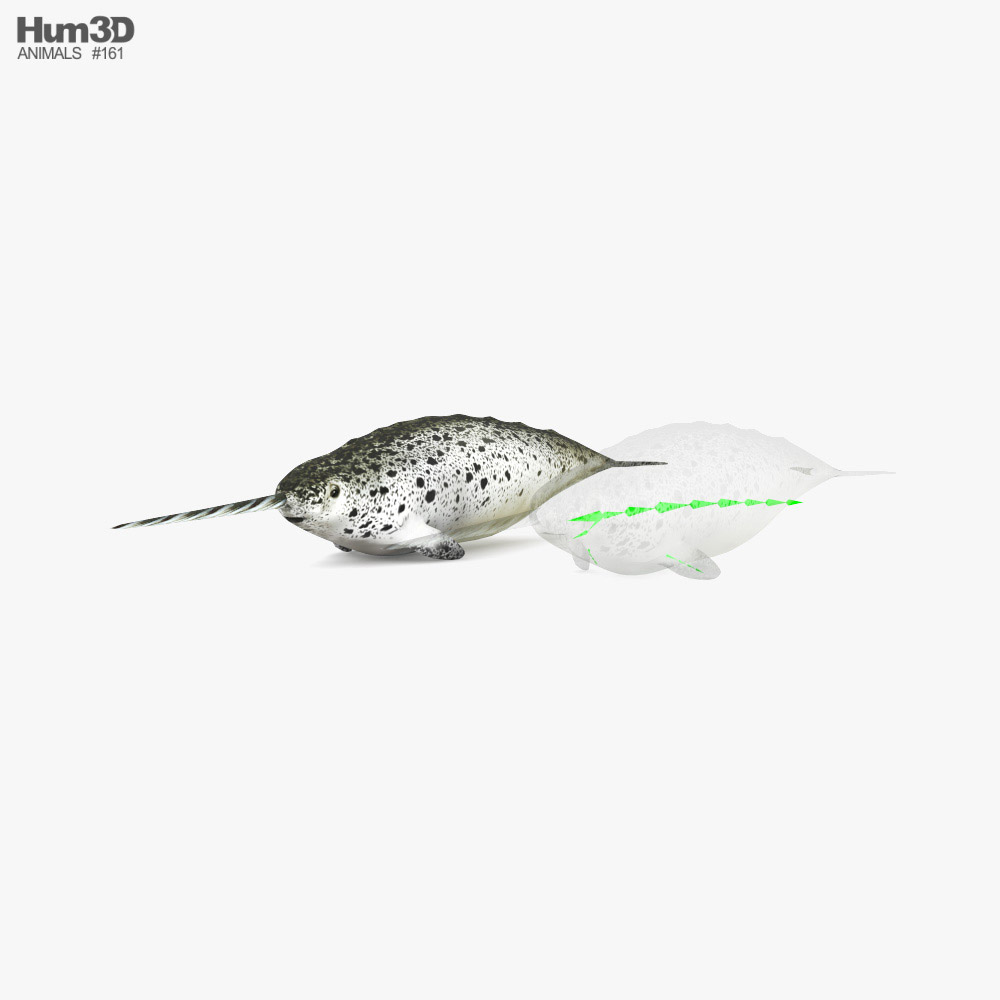 Narwhal Low Poly Rigged 3D model