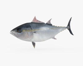 Atlantic Bluefin Tuna Low Poly Rigged Animated Modèle 3D