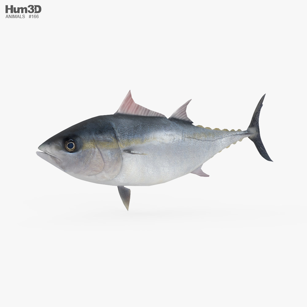 Atlantic Bluefin Tuna Low Poly Rigged Animated 3D модель