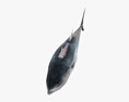 Atlantic Bluefin Tuna Low Poly Rigged Animated Modèle 3d