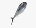 Atlantic Bluefin Tuna Low Poly Rigged Animated 3D模型