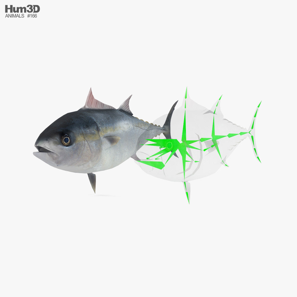 Atlantic Bluefin Tuna Low Poly Rigged 3D model