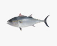 Atlantic Bluefin Tuna Low Poly Rigged Modèle 3d