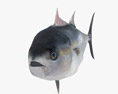 Atlantic Bluefin Tuna Low Poly Rigged 3d model
