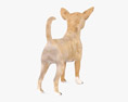 Chihuahua Low Poly Rigged Animated Modelo 3d