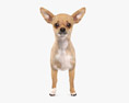 Chihuahua Low Poly Rigged Animated 3d model